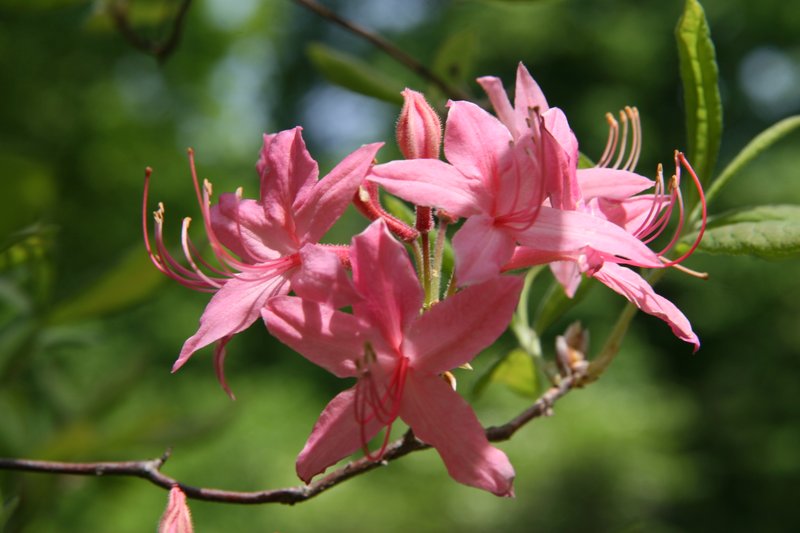 Early Azalea photo 6