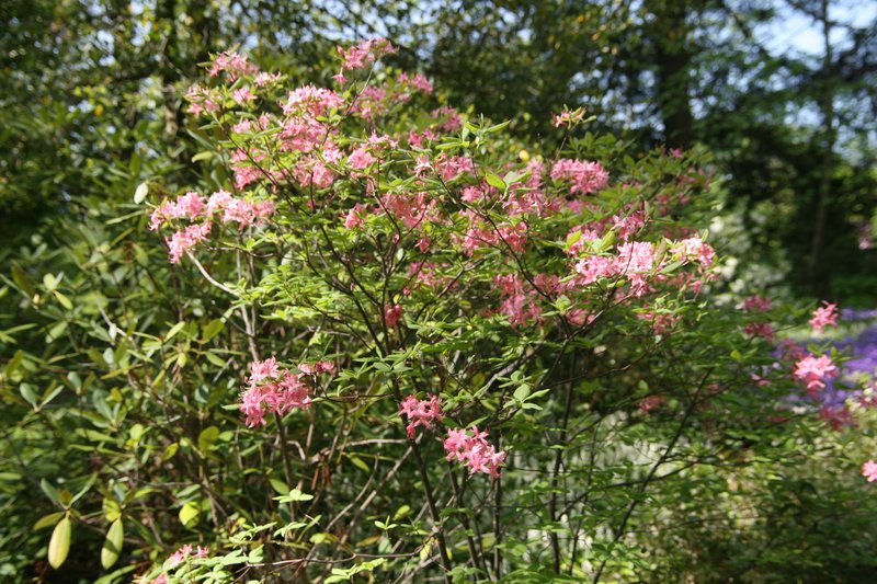 Early Azalea photo 7