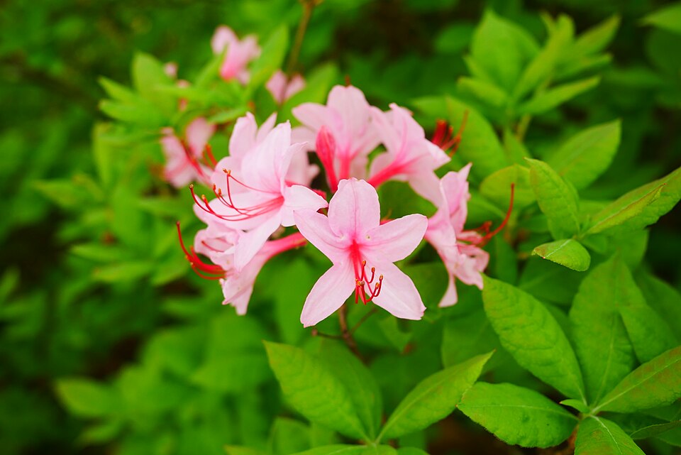 Early Azalea