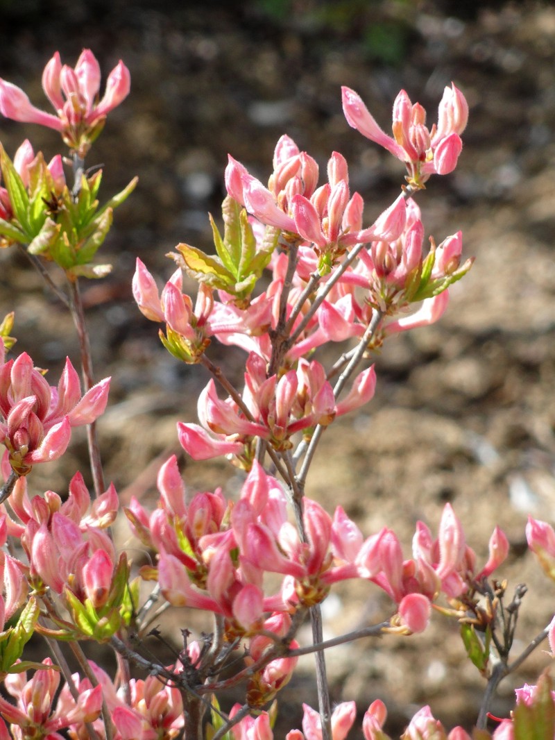 Early Azalea photo 4