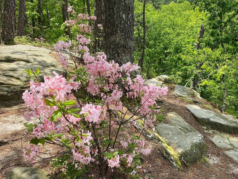 Early Azalea photo 7