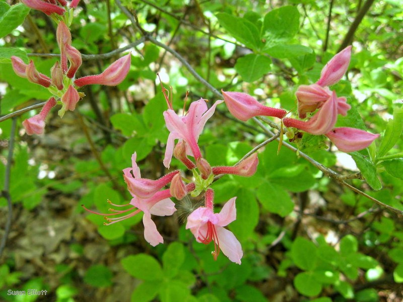 Early Azalea photo 9