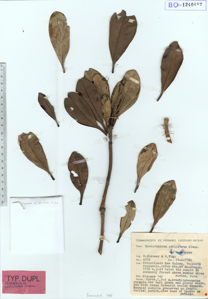 Rhododendron proliferum