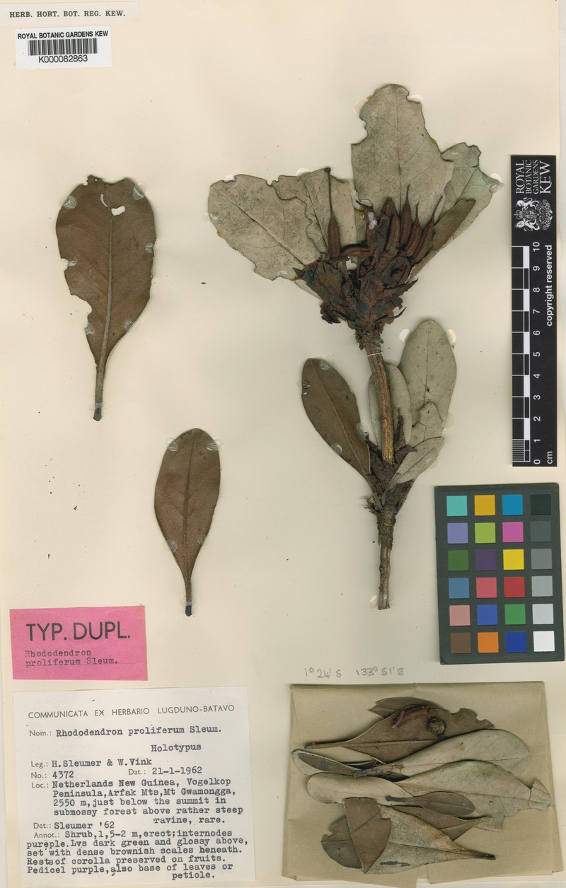 Rhododendron proliferum photo 2