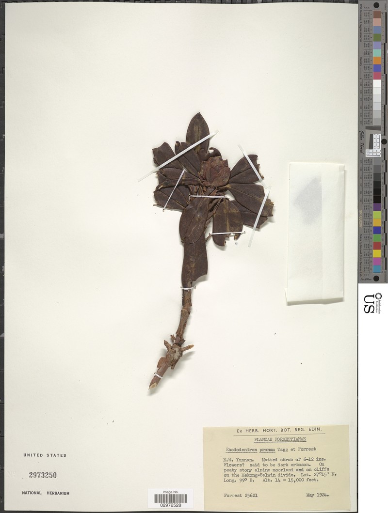 Rhododendron pronum photo 2