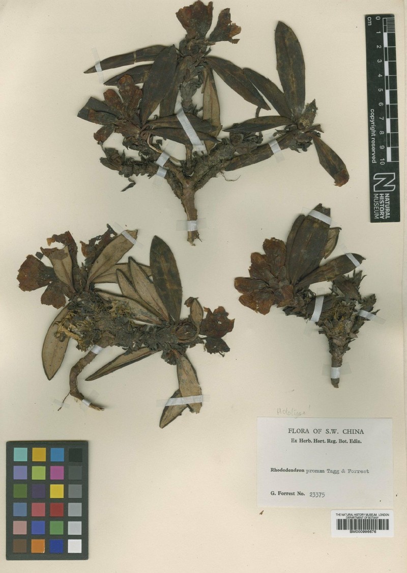 Rhododendron pronum photo 3