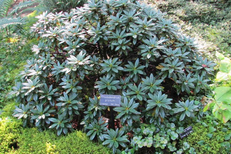 Rhododendron pronum