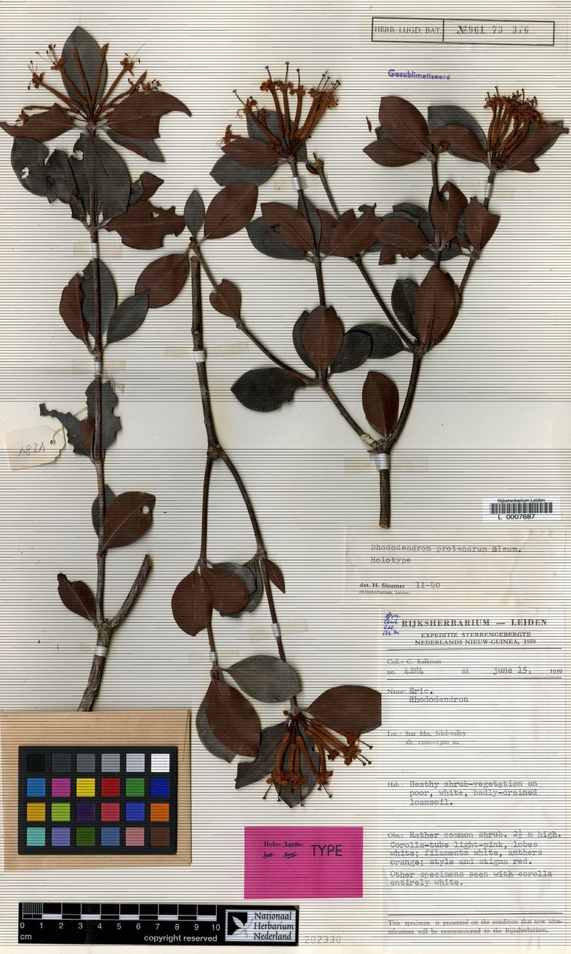 Rhododendron protandrum
