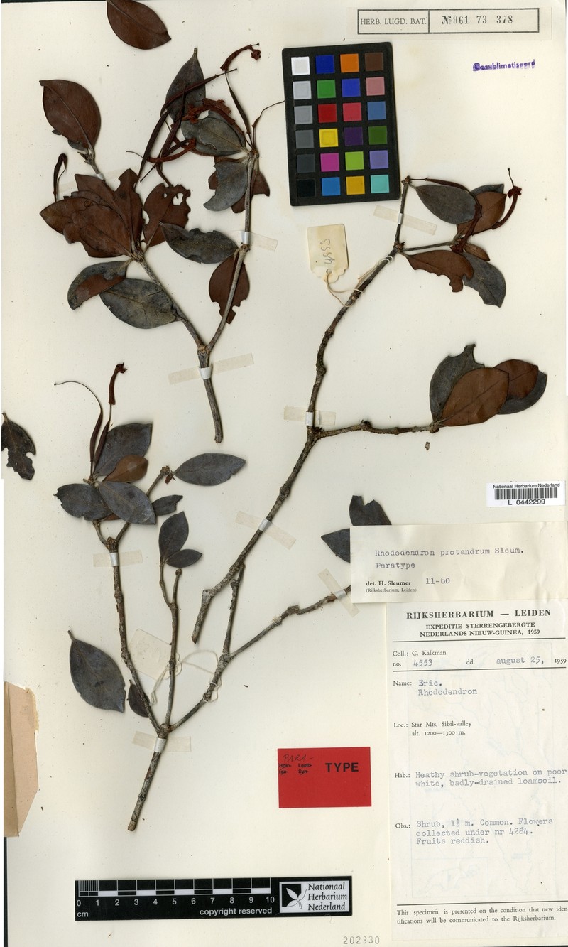 Rhododendron protandrum photo 2