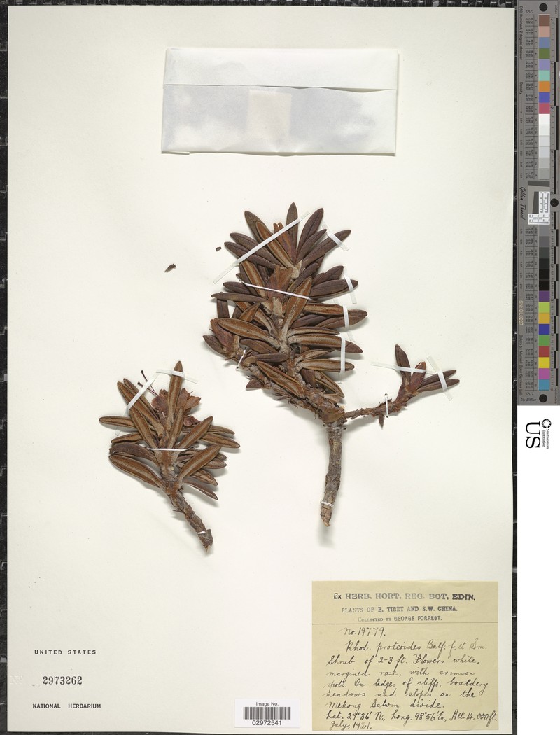 Rhododendron proteoides photo 2