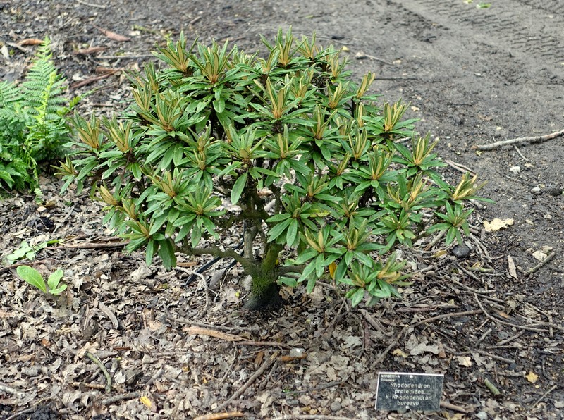 Rhododendron proteoides