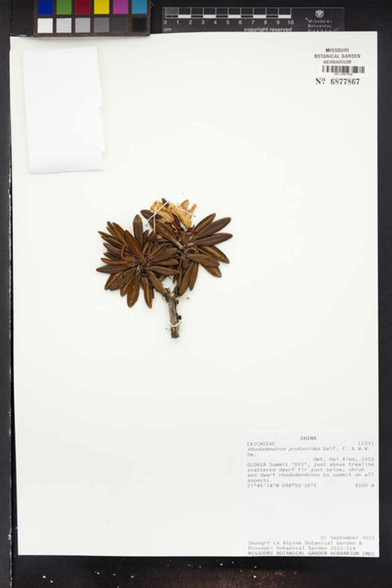 Rhododendron proteoides photo 3