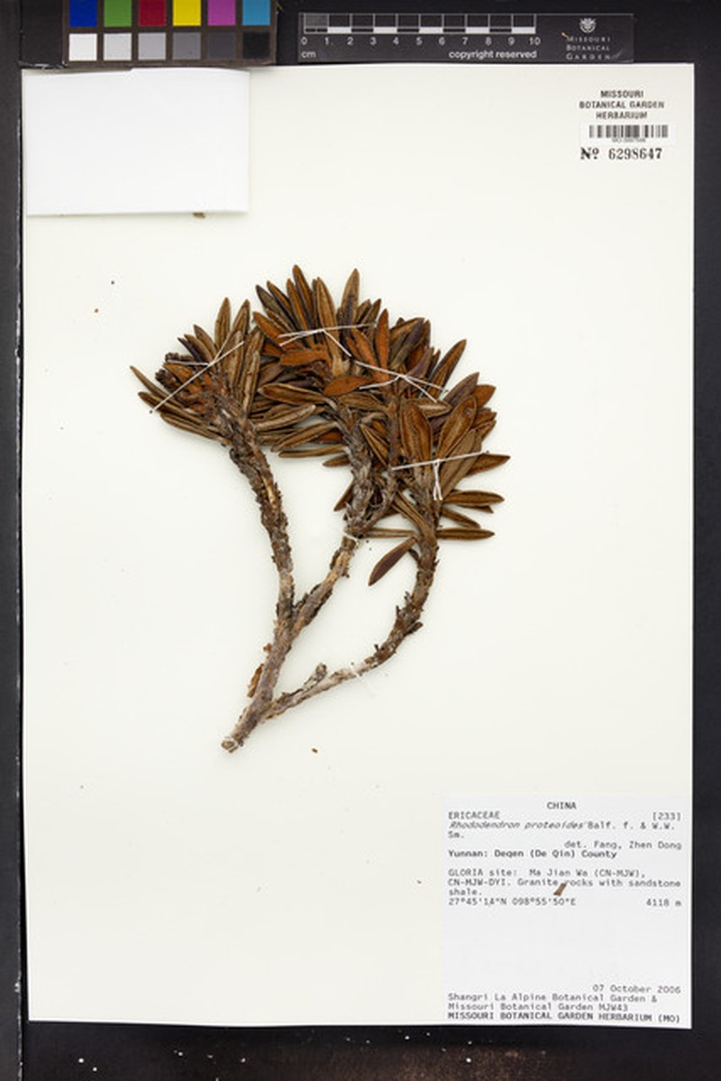 Rhododendron proteoides photo 4