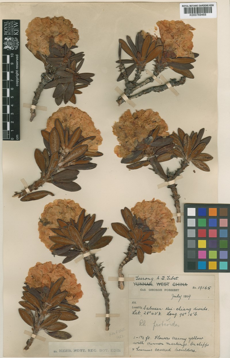 Rhododendron proteoides photo 5