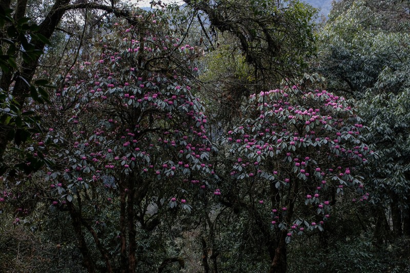 Rhododendron protistum