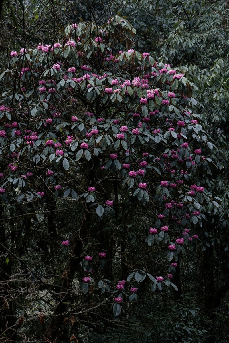 Rhododendron protistum photo 2