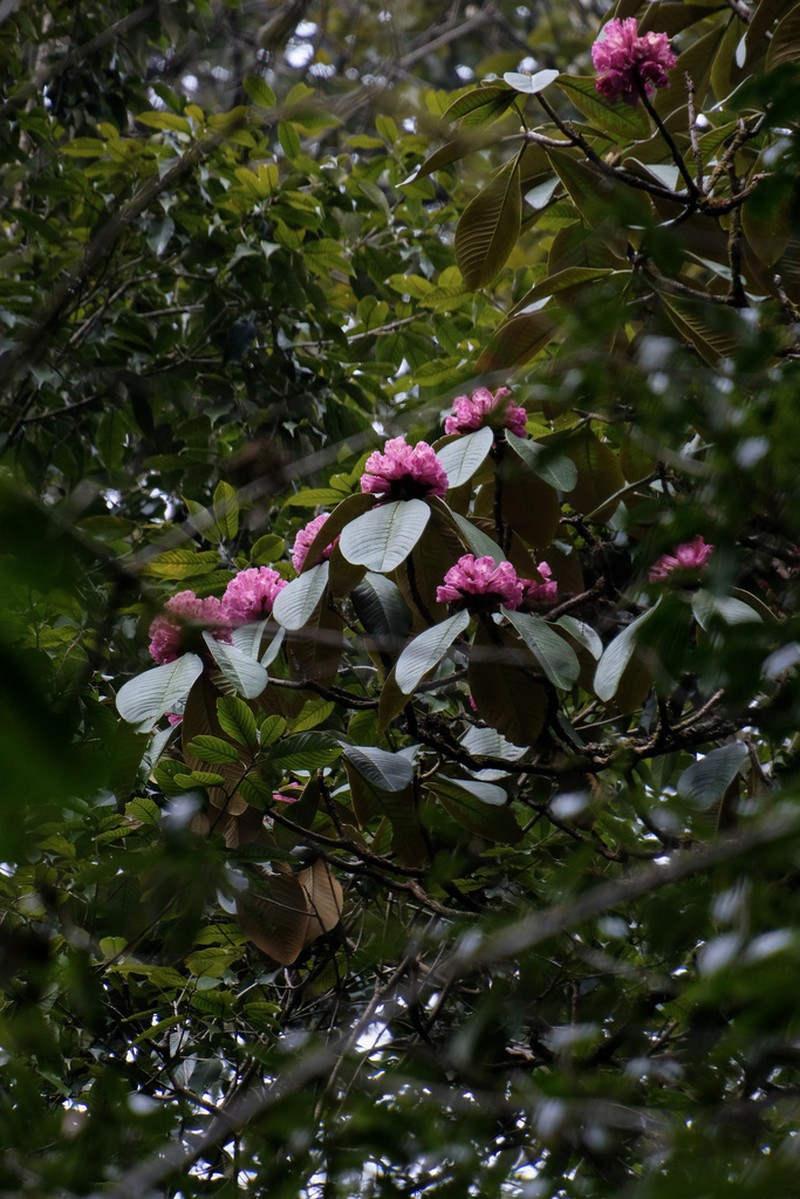 Rhododendron protistum photo 3