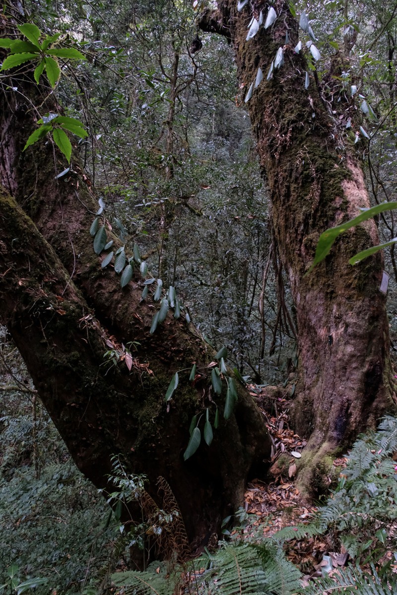 Rhododendron protistum photo 4