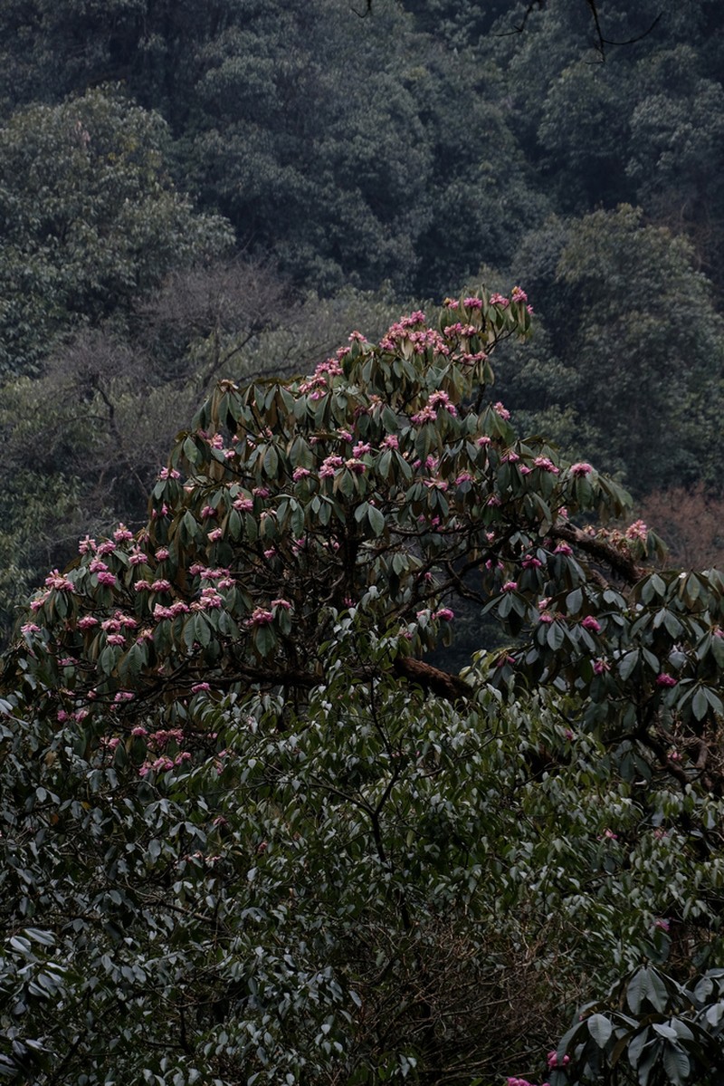 Rhododendron protistum photo 5