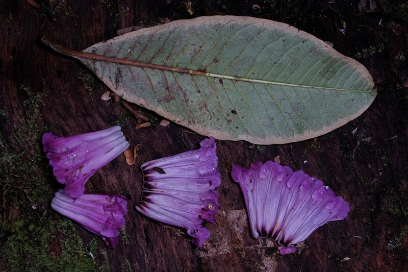 Rhododendron protistum photo 6