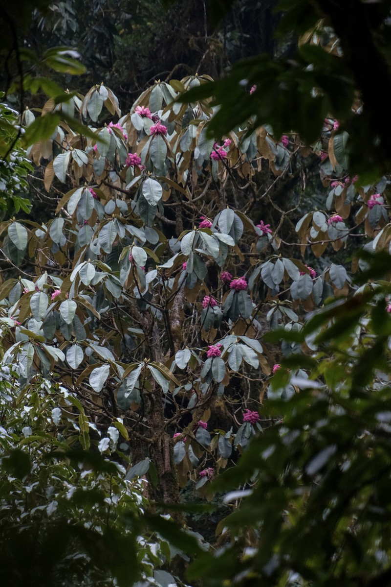 Rhododendron protistum photo 7