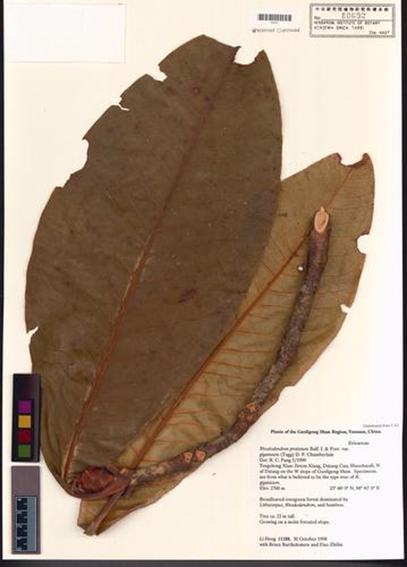 Rhododendron protistum var. giganteum