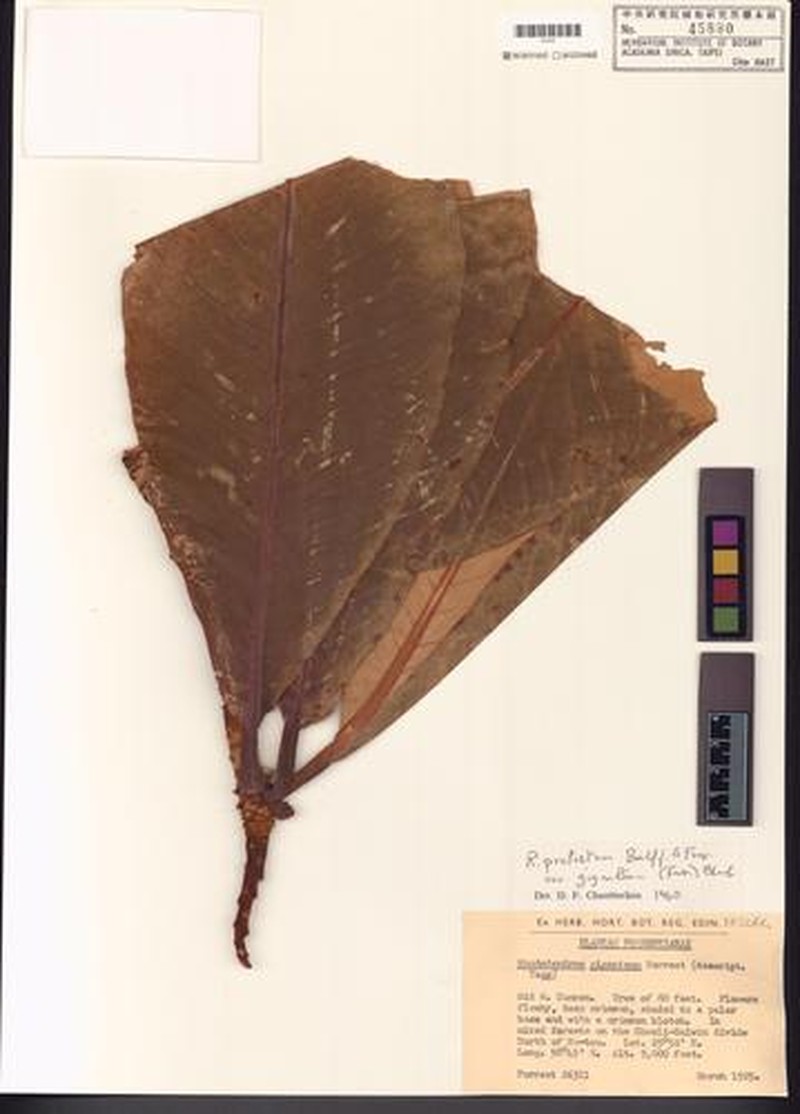 Rhododendron protistum var. giganteum photo 2