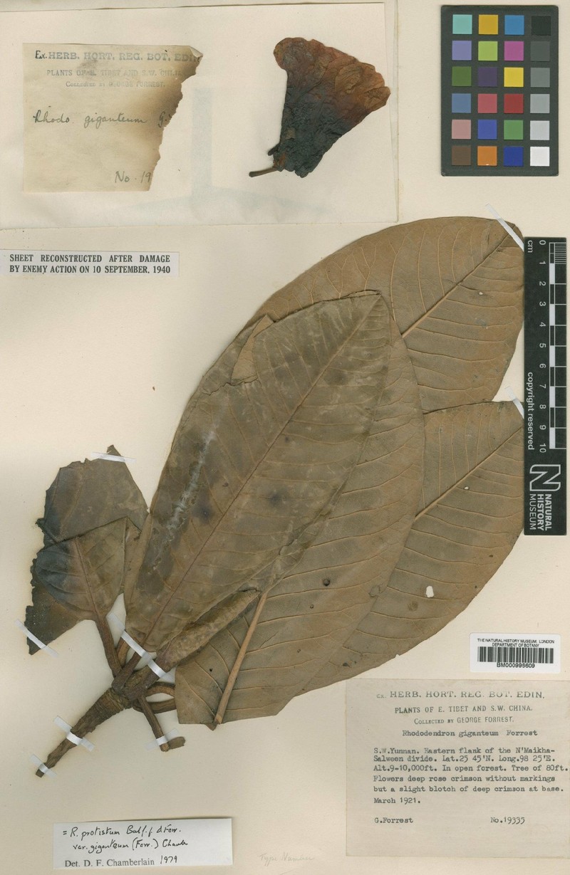 Rhododendron protistum var. giganteum photo 3