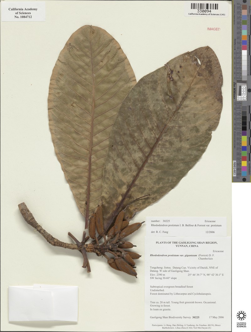 Rhododendron protistum var. protistum