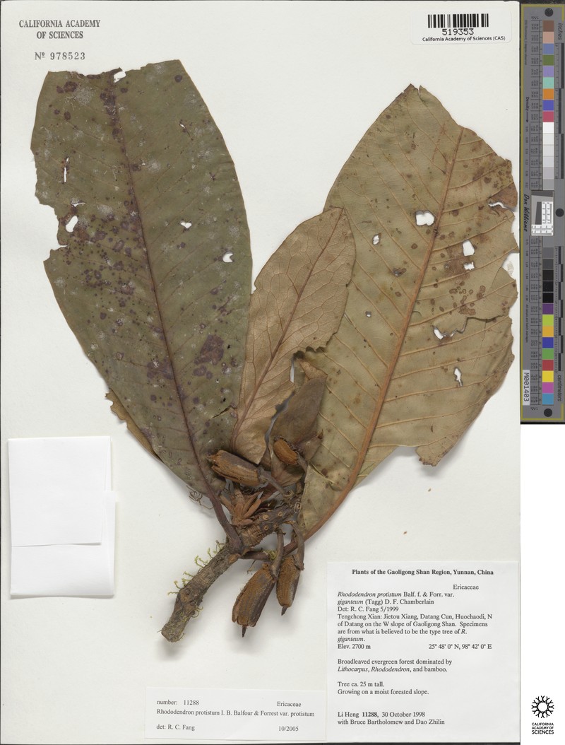 Rhododendron protistum var. protistum photo 2