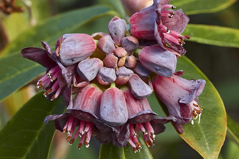 Rhododendron pruniflorum