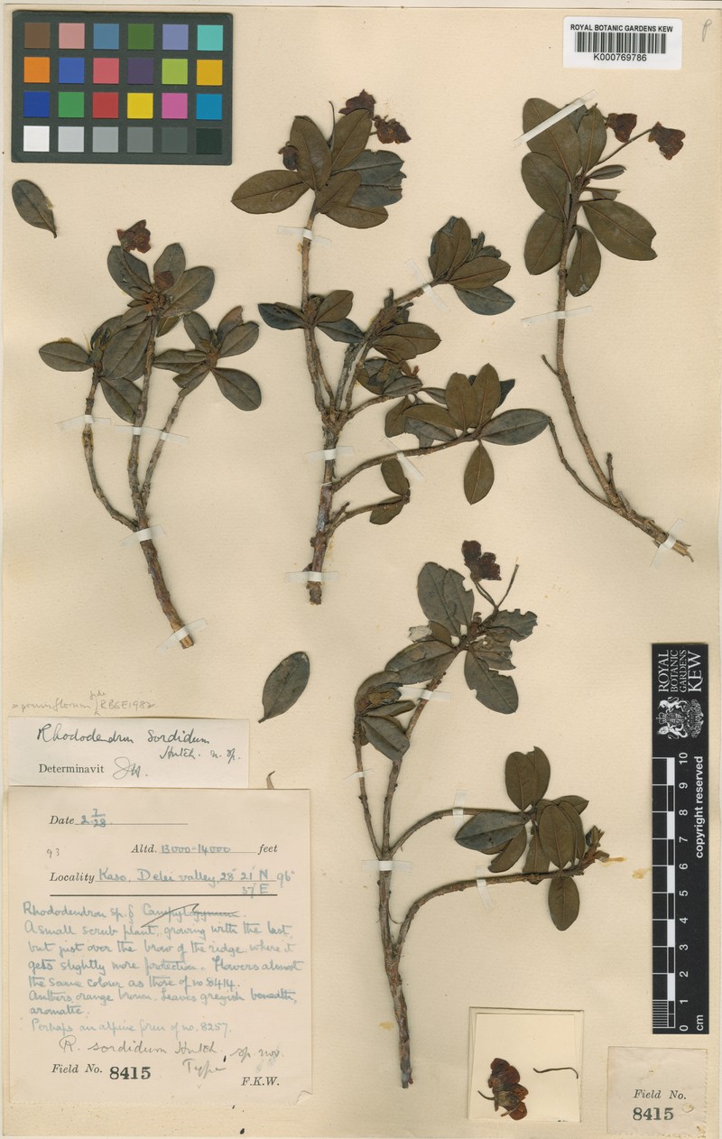 Rhododendron pruniflorum photo 2