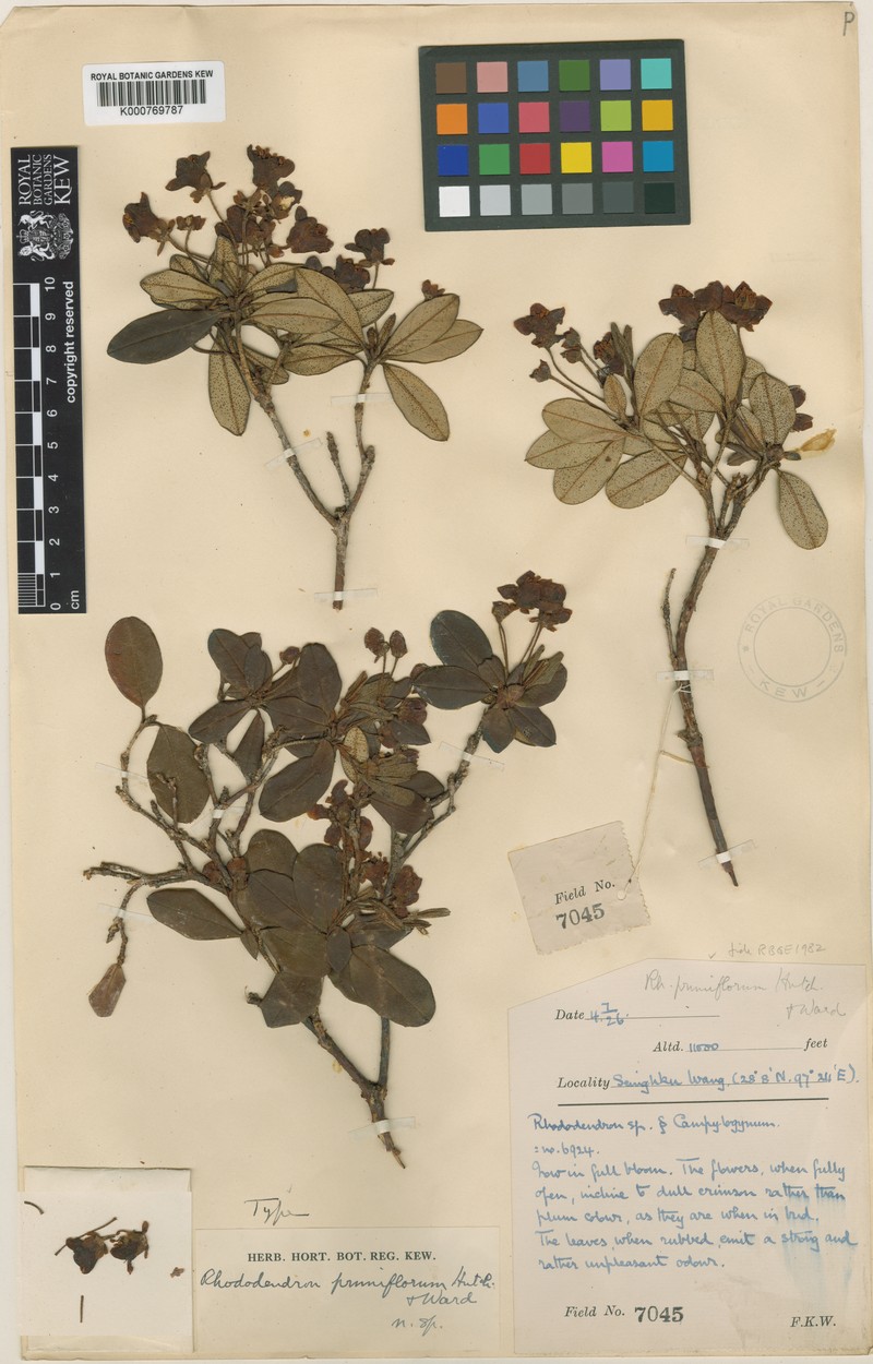 Rhododendron pruniflorum photo 3