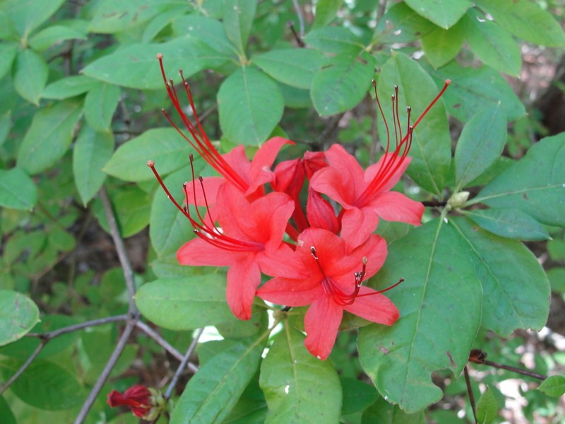 Plumleaf Azalea photo 4