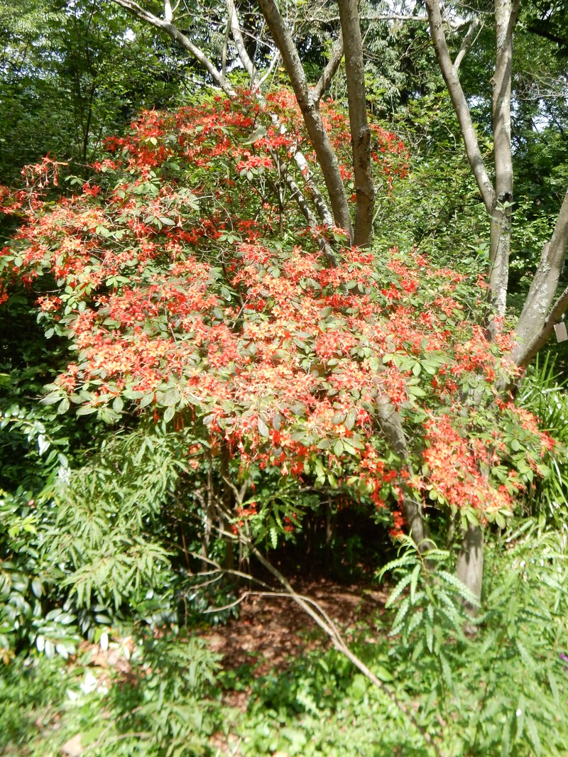 Plumleaf Azalea photo 2