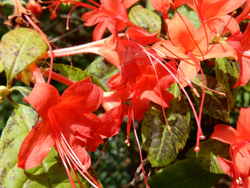 Plumleaf Azalea photo 3