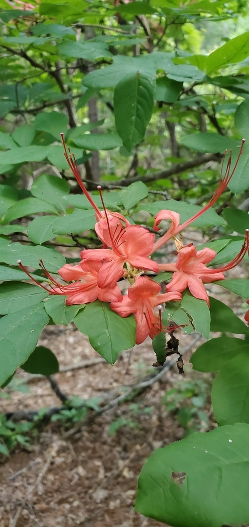 Plumleaf Azalea