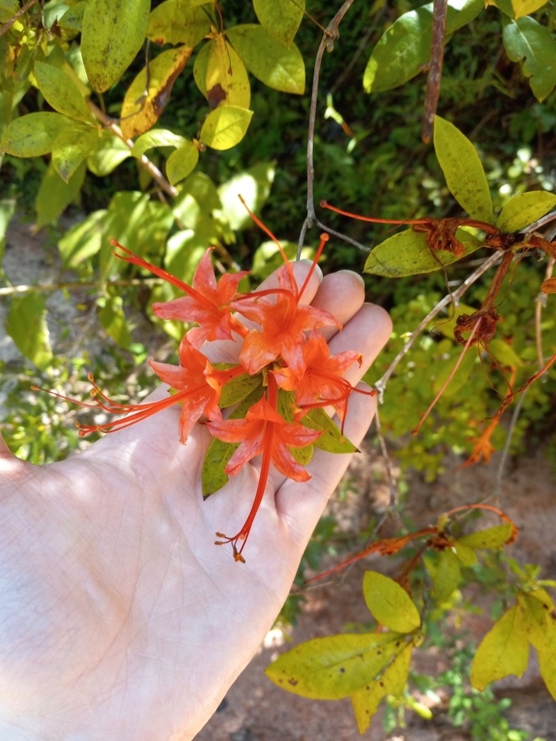 Plumleaf Azalea photo 2