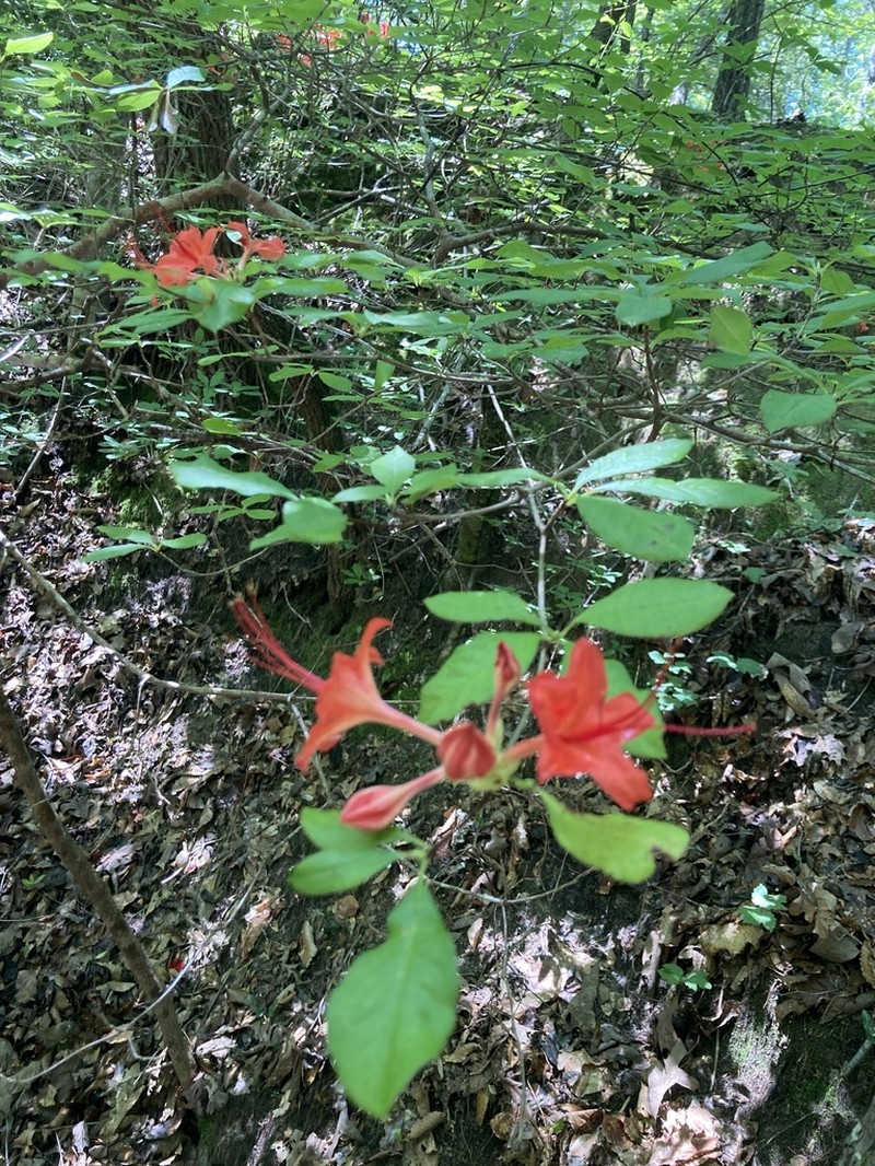 Plumleaf Azalea photo 3