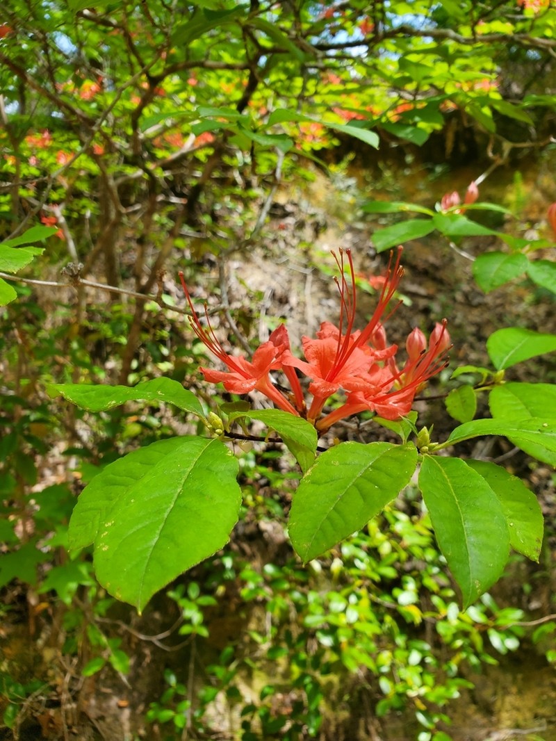 Plumleaf Azalea photo 4