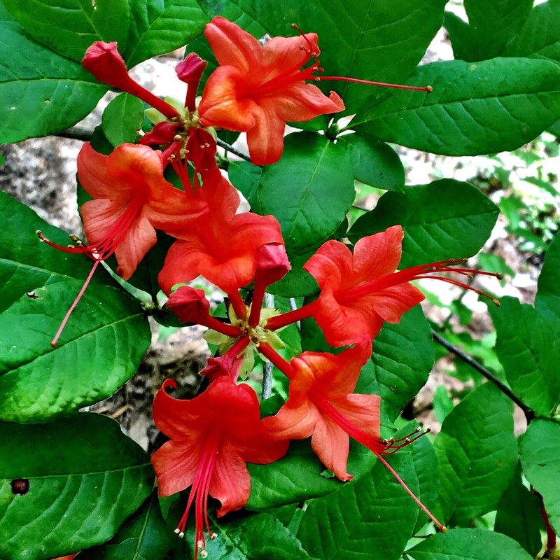 Plumleaf Azalea photo 5