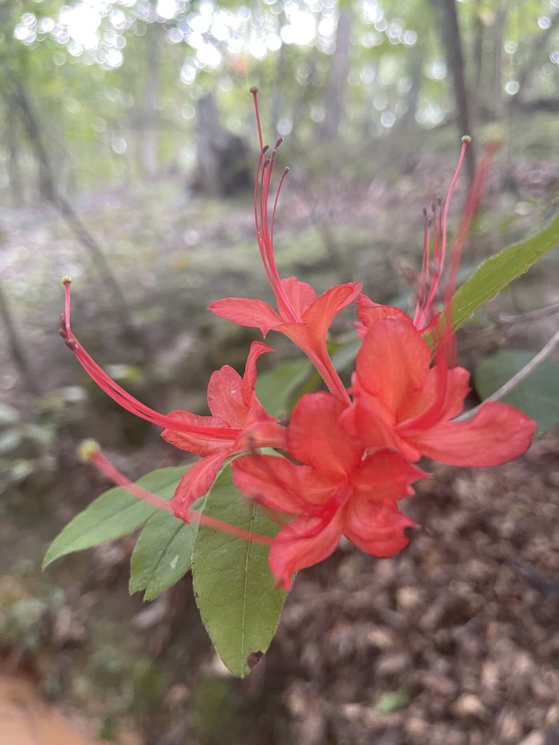 Plumleaf Azalea photo 6