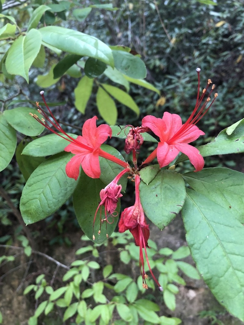 Plumleaf Azalea photo 7