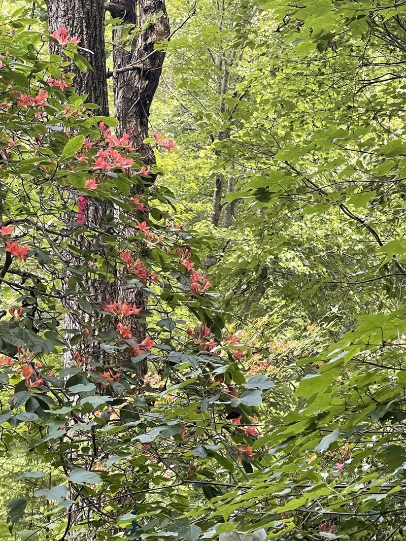 Plumleaf Azalea photo 8