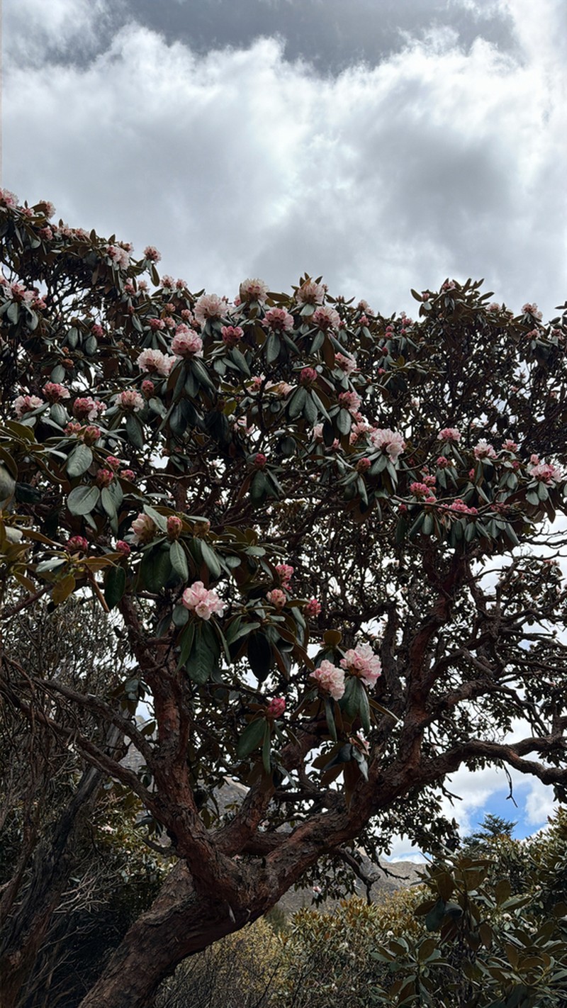 Rhododendron przewalskii