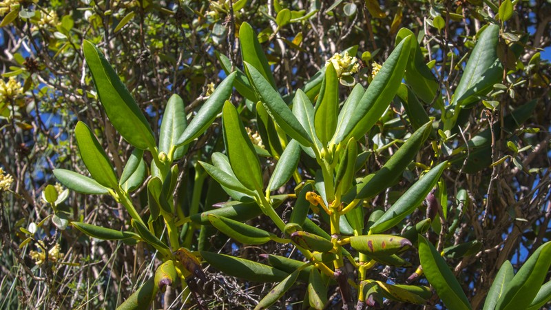 Rhododendron przewalskii photo 2