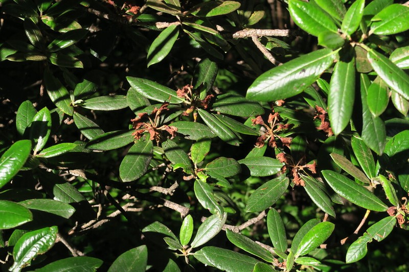 Rhododendron przewalskii photo 3