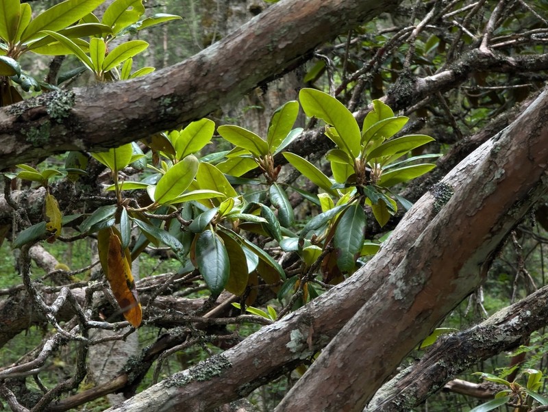 Rhododendron przewalskii photo 4