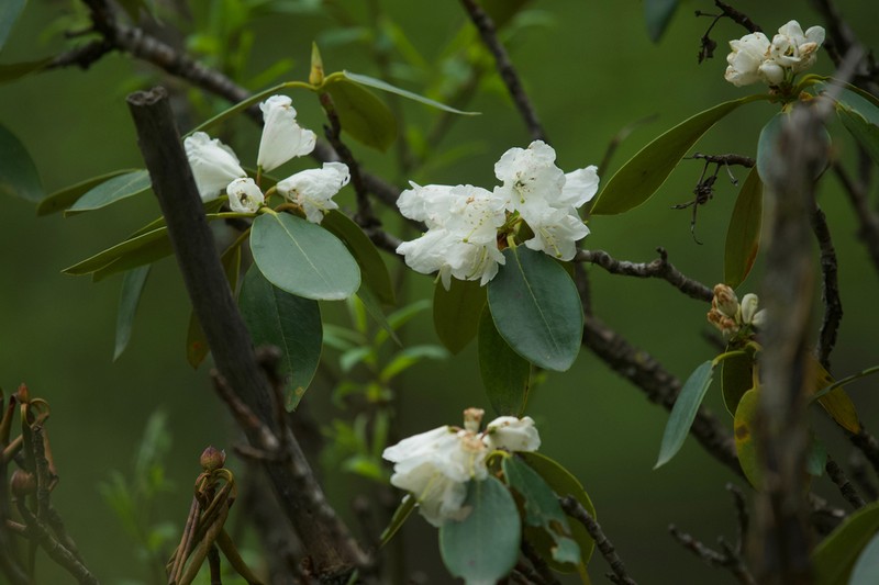 Rhododendron przewalskii photo 5