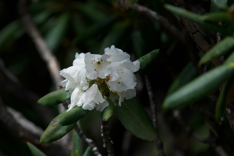 Rhododendron przewalskii photo 7